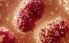 Imagem microscópica do vírus causador da varíola dos macacos, também conhecida como Monkeypox