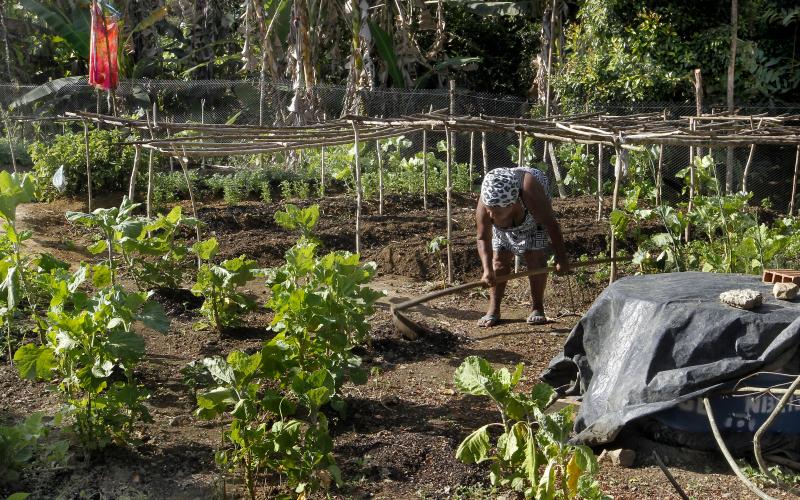 A agricultura familiar, golpeada por Temer, é responsável pela produção de 70% dos alimentos que chegam à mesa dos brasileiros Foto: Pedro Moraes / GOVBA / Fotos Públicas