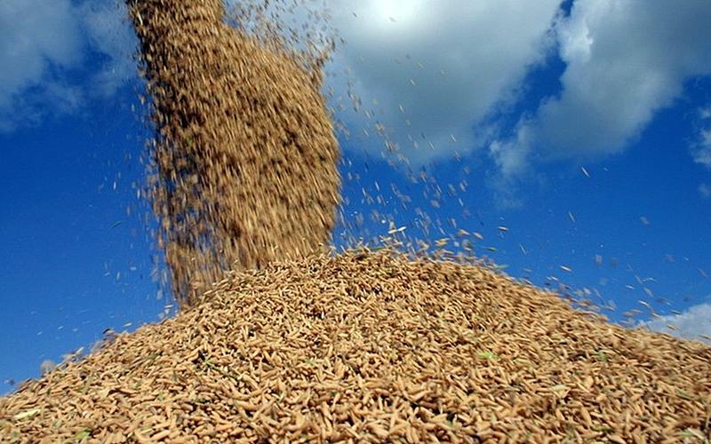 Área de plantação do arroz encolheu, mas exportações dispararam Reprodução RBA