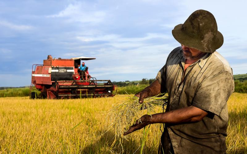 Sem venenos: O MST é o maior produtor de arroz orgânico da América Latina Foto: Tiago Giannichini/MST