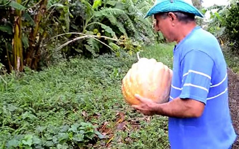 "Vamos levar a agroecologia e o Movimento dos Trabalhadores Sem Terra ao palco mundial", celebram diretores Reprodução