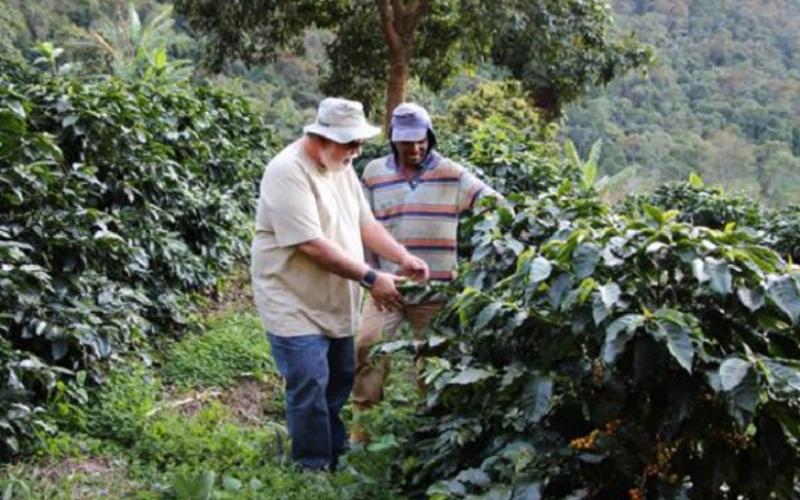 Cultivo de café orgânico consorciado com outras culturas em fazenda agroecológica em Minas Gerais Foto: Arquivo/Epamig