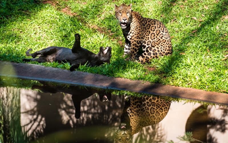 Enganou até a imprensa: A verdade por trás da foto da ratazana