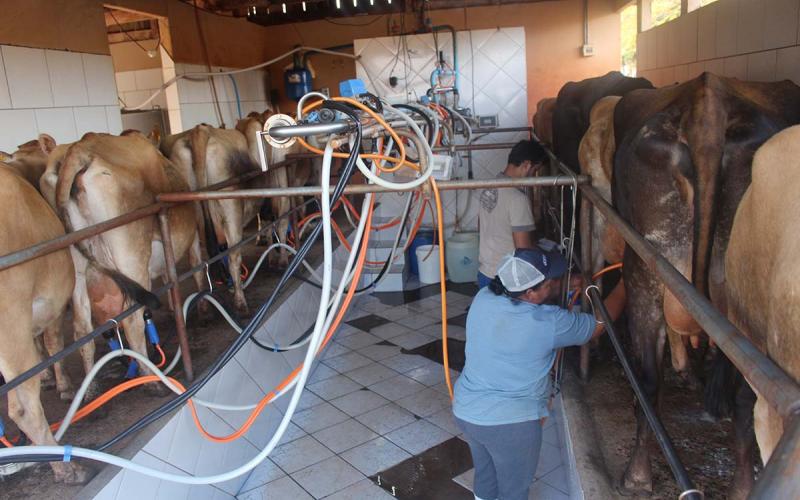 Produtores e representantes do setor alegam que a diminuição da temperatura aceitável irá excluir milhares de pequenos e médios produtores que moram em regiões distantes dos laticínios Foto: WELLINGTON LENON