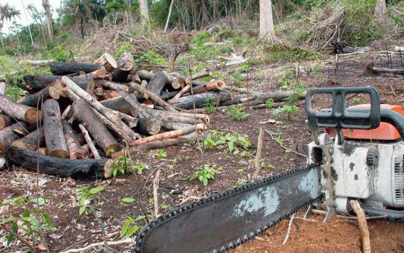 ONG Global Witness aponta o Brasil como o país que mais mata ativistas ambientais Foto: Agência Brasil