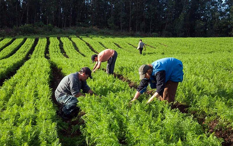 Equilíbrio financeiro e populacional das cidades depende de boas políticas para a população do campo MDA