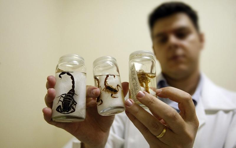 Tratamento de pessoas picadas por animais peçonhentos pode ser prejudicado com fechamento do Hospital Vital Brazil Foto: LUIZ CARLOS MURAUSKAS/FOLHAPRESS