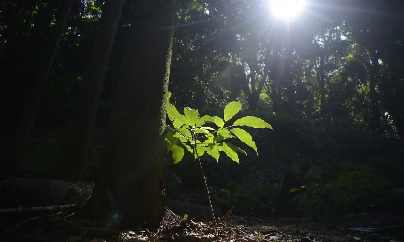 Semana do Meio Ambiente alerta para risco ao legado de Chico Mendes Fotografia mostra árvore com raio de luz em fundo escuro (Imagem Tânia Rego - ABR)