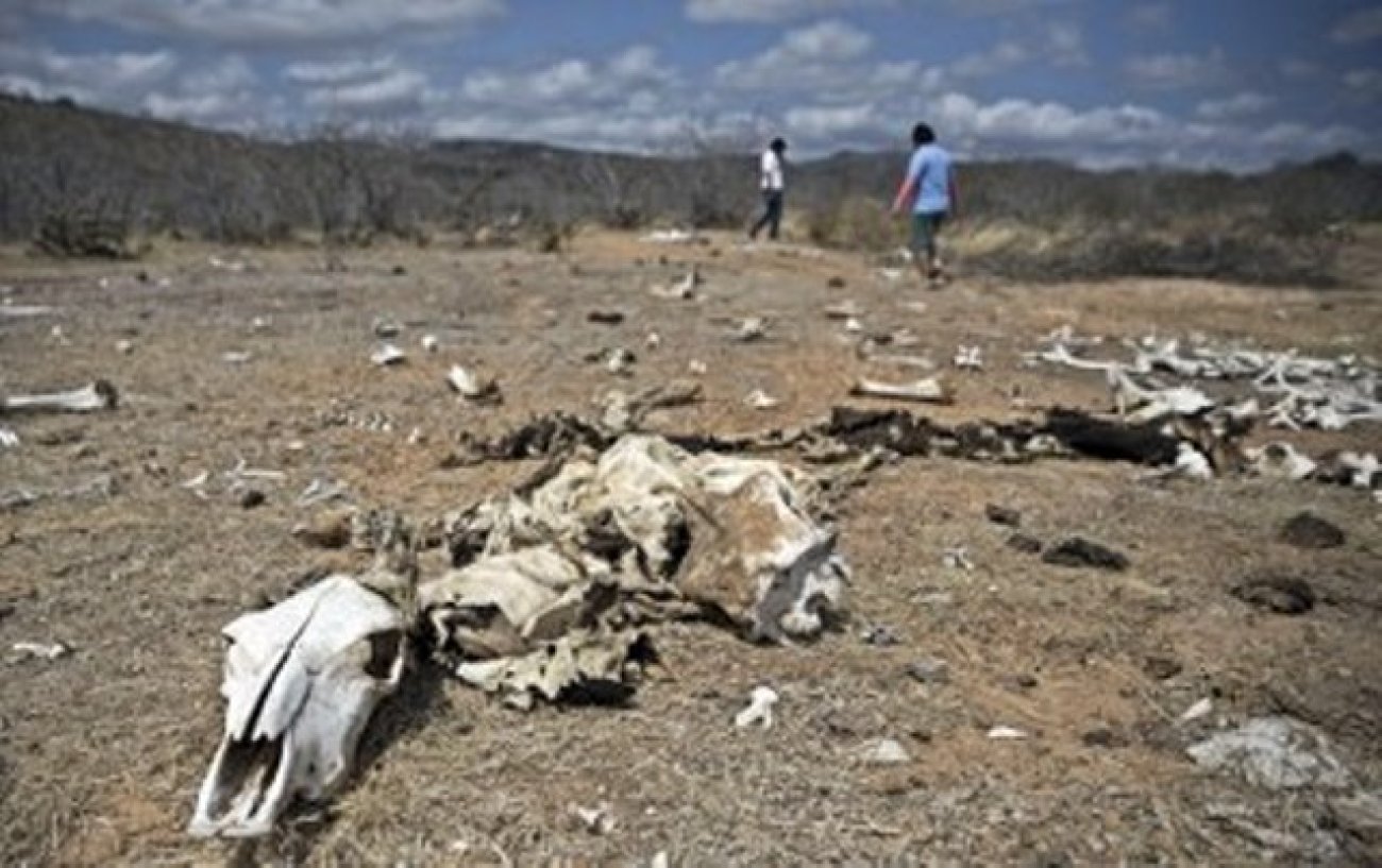 Em Pernambuco, a seca matou milhares de animais, destruiu a produção e provocou êxodo de milhares de pessoas em 2018 Foto: DANILO VERPA/FOLHAPRESS