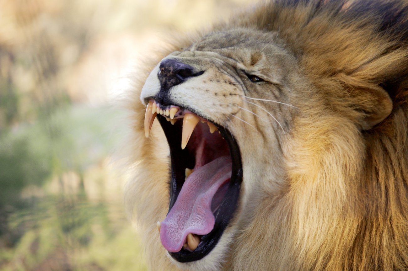 Foto: Kevin McGee / Freeimages