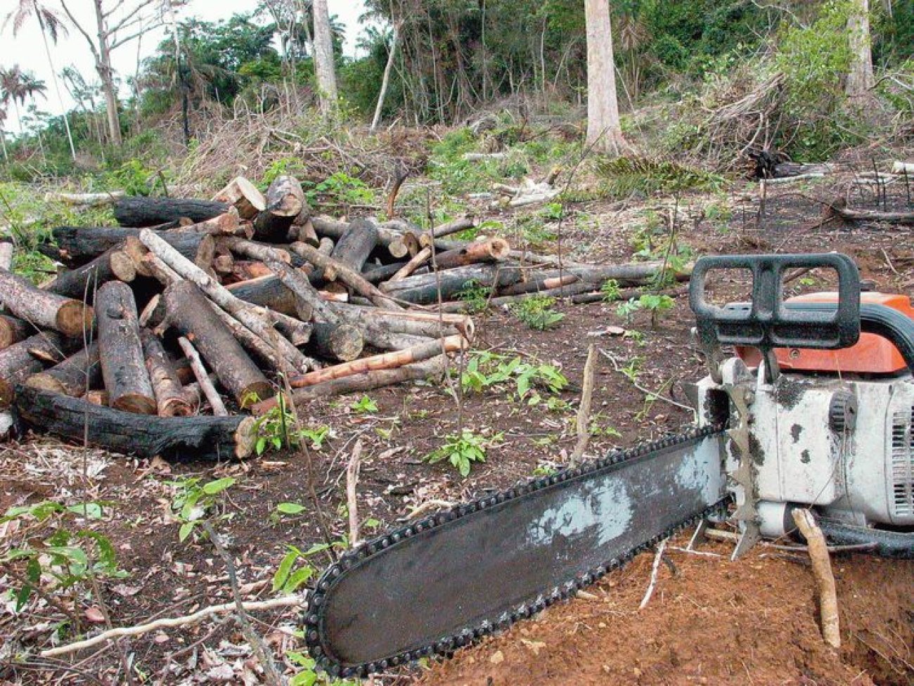 ONG Global Witness aponta o Brasil como o país que mais mata ativistas ambientais Foto: Agência Brasil