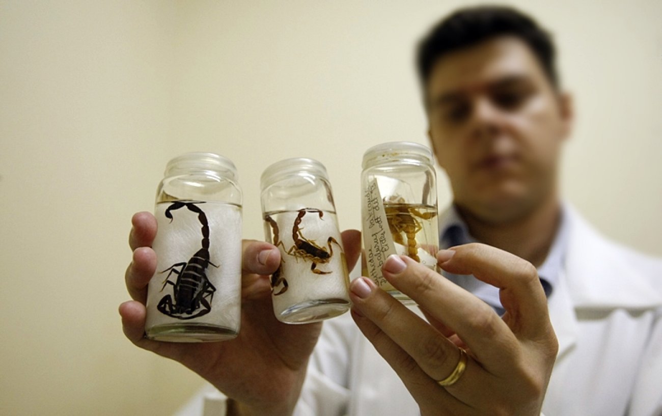 Tratamento de pessoas picadas por animais peçonhentos pode ser prejudicado com fechamento do Hospital Vital Brazil Foto: LUIZ CARLOS MURAUSKAS/FOLHAPRESS