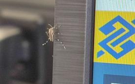 Imagem mostra um mosquito pousado em uma tela de computador onde se vê o logo do Banco do Brasil