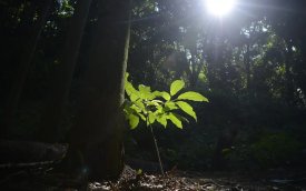 Fotografia mostra árvore com raio de luz em fundo escuro (Imagem Tânia Rego - ABR)