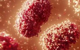 Imagem microscópica do vírus causador da varíola dos macacos, também conhecida como Monkeypox
