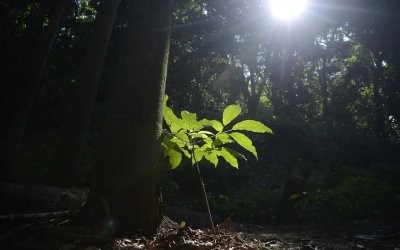 Fotografia mostra árvore com raio de luz em fundo escuro (Imagem Tânia Rego - ABR)